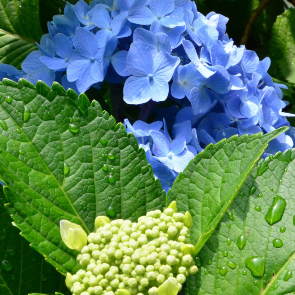 梅雨だからこそ楽しめる紫陽花スポット3選